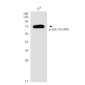 Phospho-Syk (Tyr348) Rabbit pAb ABZ4405