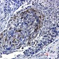Phospho-mTOR (Ser2448) Rabbit mAb ABZ4407