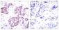 Phospho-STAT6 (Tyr641) Rabbit pAb ABZ4409