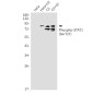 Phospho-STAT1 (Ser727) Rabbit mAb ABZ4410