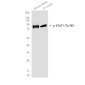 Phospho-STAT1 (Tyr701) Rabbit pAb ABZ4411