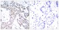 Phospho-STAT3 (Ser727) Rabbit pAb ABZ4417