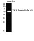 Phospho-TGF beta Receptor I (Ser165) Rabbit pAb ABZ4420