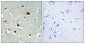 Phospho-IRS1 (Ser636) Rabbit pAb ABZ4423