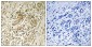 Phospho-IRS1 (Ser639) Rabbit pAb ABZ4424