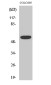 Phospho-AKT1/2/3 (Thr308) Rabbit pAb ABZ4430