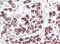 Phospho-ERK1/2 (Tyr222/Tyr205) (1H4) Mouse mAb ABZ4432