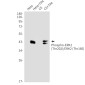 Phospho-ERK1/2 (Thr202/Thr185) Rabbit mAb ABZ4434