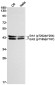 Phospho-ERK1/2 (Thr202/Tyr204)/(Thr185/Tyr187) Rabbit mAb ABZ4435