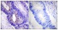 Phospho-PKA alpha/beta/gamma (Thr197) Rabbit pAb ABZ4440