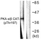 Phospho-PKA alpha/beta/gamma (Thr197) Rabbit pAb ABZ4440