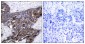 Phospho-Connexin 43 / GJA1 (Ser368) Rabbit pAb ABZ4441