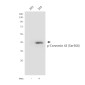 Phospho-Connexin 43 / GJA1 (Ser368) Rabbit pAb ABZ4441