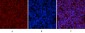 Phospho-p53 (Ser15) Rabbit pAb ABZ4443