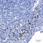 Phospho-p53 (Ser6) Rabbit mAb ABZ4444