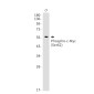 Phospho-c-Myc (Ser62) Rabbit mAb ABZ4449