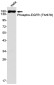Phospho-EGFR (Thr678) Rabbit mAb ABZ4450
