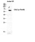 Phospho-Chk2 (Thr68) Rabbit pAb ABZ4453