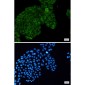 Phospho-PAK1/2/3 (Ser144/Ser141/Ser154) Rabbit mAb ABZ4455