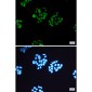 Phospho-MSK1 (Ser360) Rabbit mAb ABZ4456