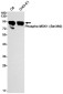 Phospho-MSK1 (Ser360) Rabbit mAb ABZ4456