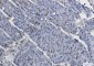 Phospho-MSK1 (Ser376) Rabbit mAb ABZ4457
