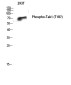 Phospho-TAK1 (Thr187) Rabbit pAb ABZ4462