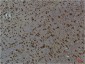 Phospho-CaMKII (Thr287) (4A8) Mouse mAb ABZ4466