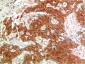 Phospho-ERK1/2 (Tyr222/Tyr205) (10C8) Mouse mAb ABZ4467
