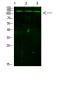Phospho-JAK2/3 (Tyr966/939) Rabbit pAb ABZ4471
