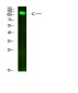 Phospho-JAK2/3 (Tyr966/939) Rabbit pAb ABZ4471