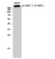Phospho-GRLF1 (Tyr1087) Rabbit pAb ABZ4472