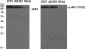 Phospho-JAK1 (Tyr1022) Rabbit pAb ABZ4474