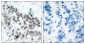 Phospho-Rb (Ser780) Rabbit pAb ABZ4475