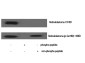 Phospho-Rb (Ser780) Rabbit pAb ABZ4475