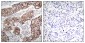 Phospho-EGFR (Tyr1092) Rabbit pAb ABZ4476