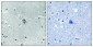 Phospho-kappa Opioid Receptor (Ser369) Rabbit pAb ABZ4478