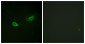 Phospho-Sodium Potassium ATPase (Ser23) Rabbit pAb ABZ4479