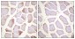 Phospho-Cardiac Troponin I (Ser22/Ser23) Rabbit pAb ABZ4480