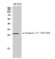 Phospho-Cardiac Troponin I (Ser22/Ser23) Rabbit pAb ABZ4480