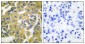 Phospho-IKK beta (Tyr188) Rabbit pAb ABZ4481
