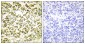 Phospho-p107 (Thr369) Rabbit pAb ABZ4482