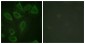 Phospho-CD31 (Tyr713) Rabbit pAb ABZ4483