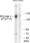 Phospho-CD31 (Tyr713) Rabbit pAb ABZ4483