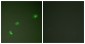 Phospho-Nucleophosmin (Thr199) Rabbit pAb ABZ4484