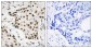 Phospho-Nucleophosmin (Thr199) Rabbit pAb ABZ4484