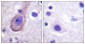 Phospho-KCNQ2/3/4/5 (Thr217/Thr246/Thr223/Thr251) Rabbit pAb ABZ4485