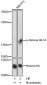 Phospho-Histone H4 (Ser1) Rabbit pAb ABZ4486