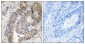Phospho-CAD (Thr456) Rabbit pAb ABZ4488