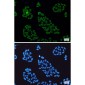 Lamin A/C Rabbit mAb ABZ4489